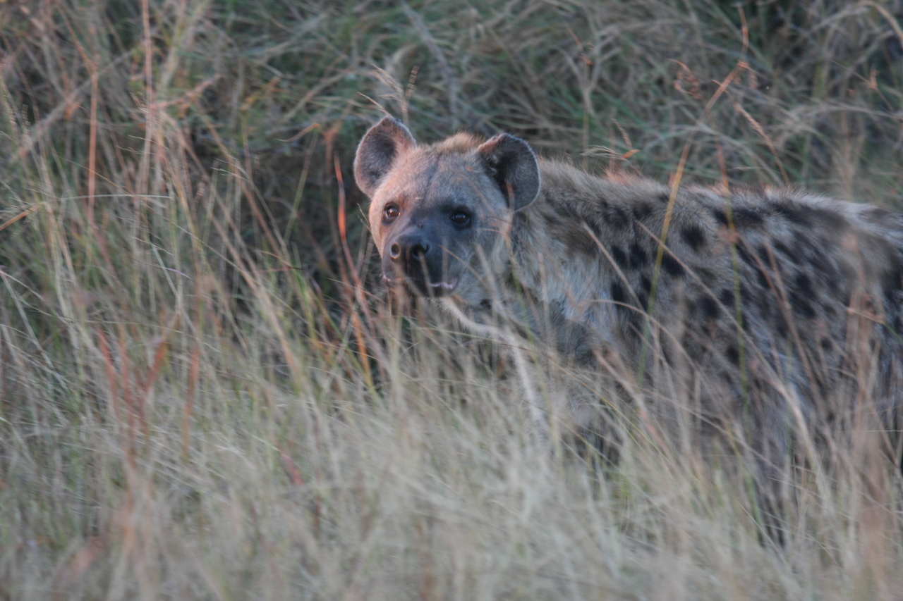 [21909] 2016_06_29_11_51_16_Africa_Canon_EOS_40D_IMG__11028.jpg