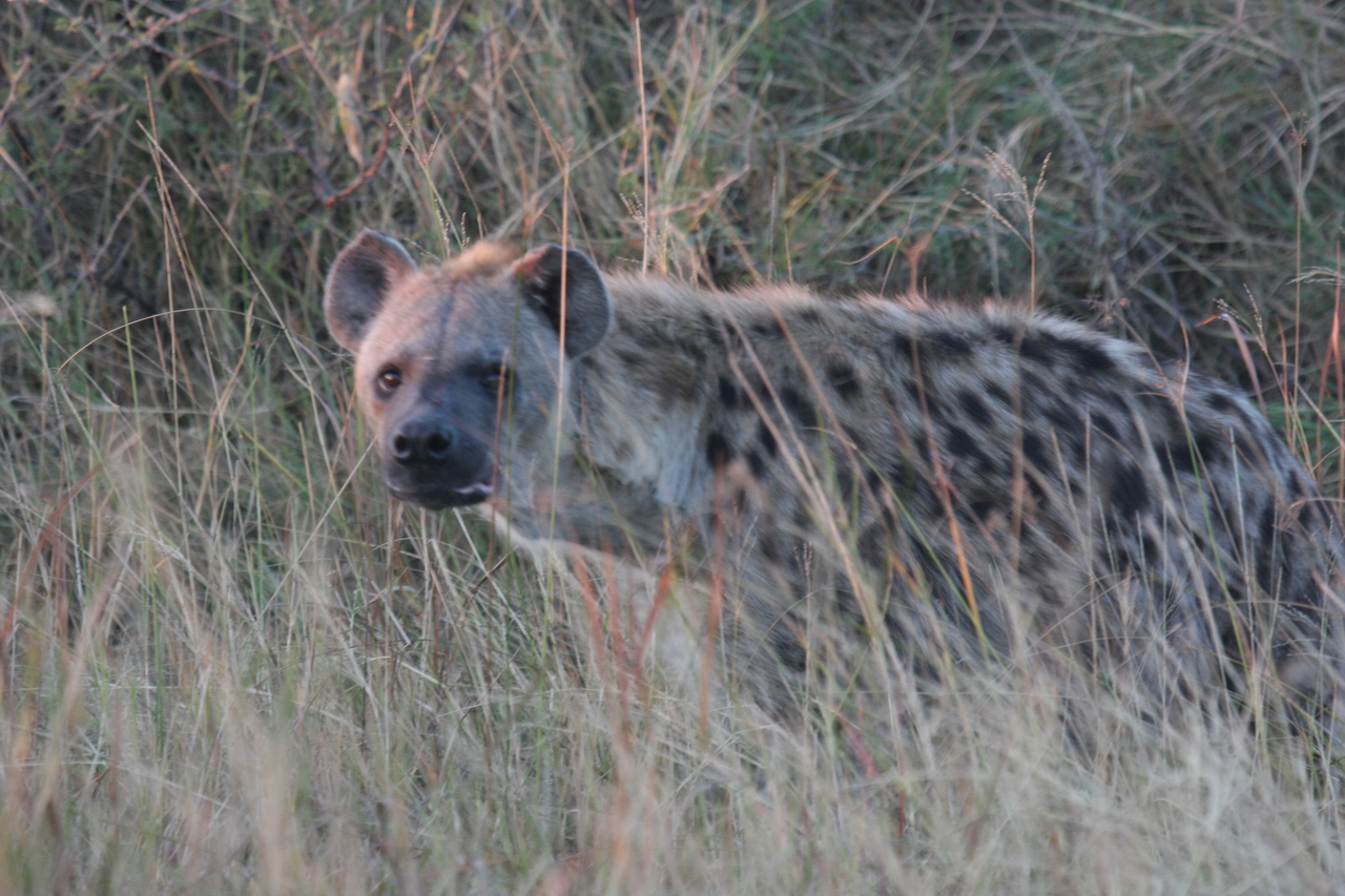 [21911] 2016_06_29_11_51_16_Africa_Canon_EOS_40D_IMG__11030.jpg