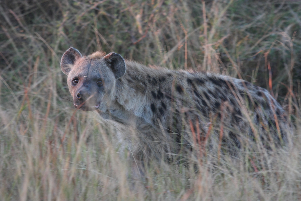 [21912] 2016_06_29_11_51_17_Africa_Canon_EOS_40D_IMG__00342.jpg