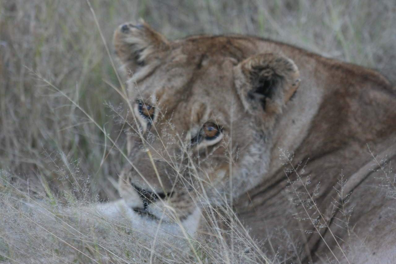 [21919] 2016_06_29_11_56_56_Africa_Canon_EOS_40D_IMG__11032.jpg