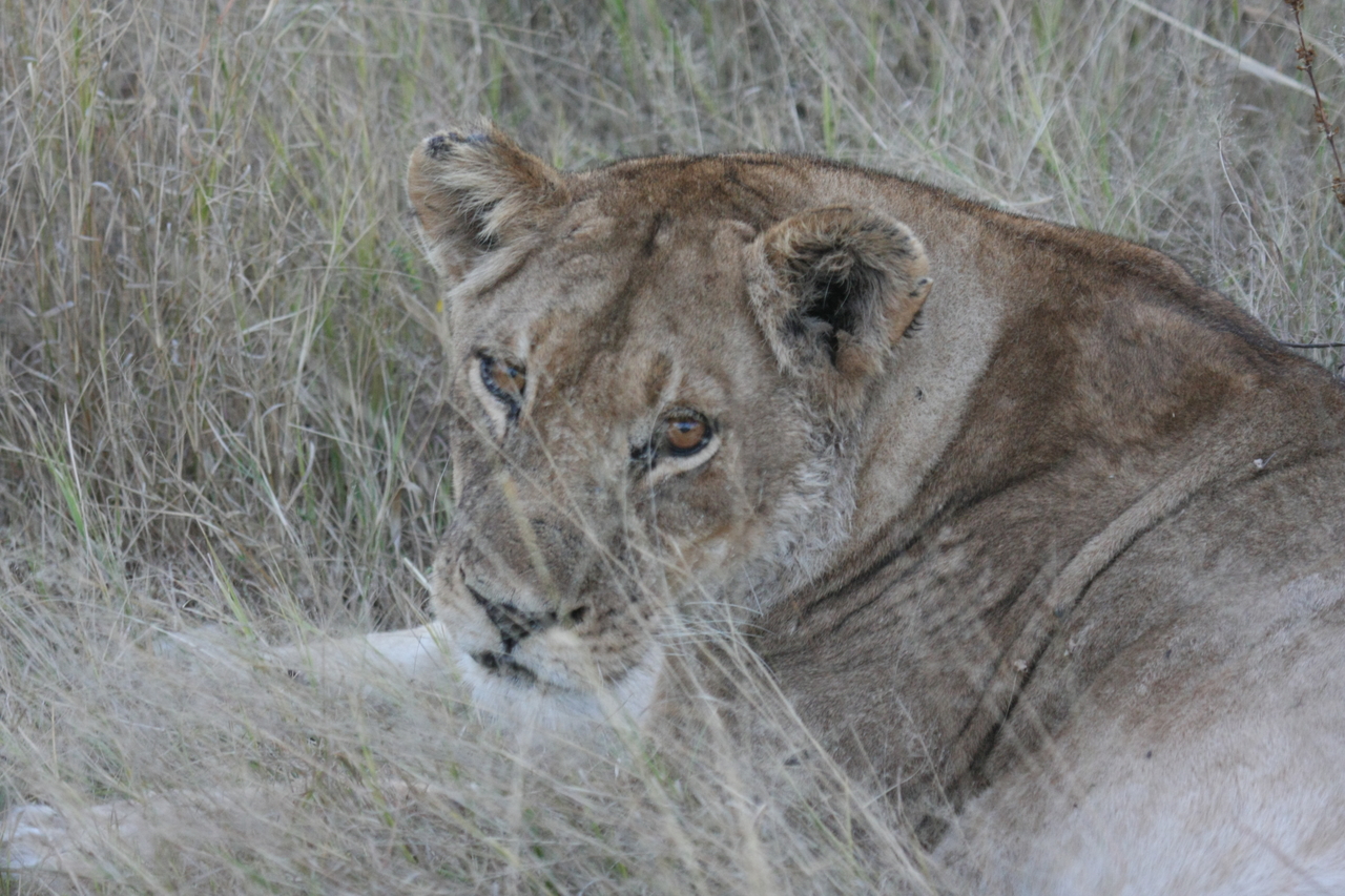[21922] 2016_06_29_11_57_05_Africa_Canon_EOS_40D_IMG__03586.jpg
