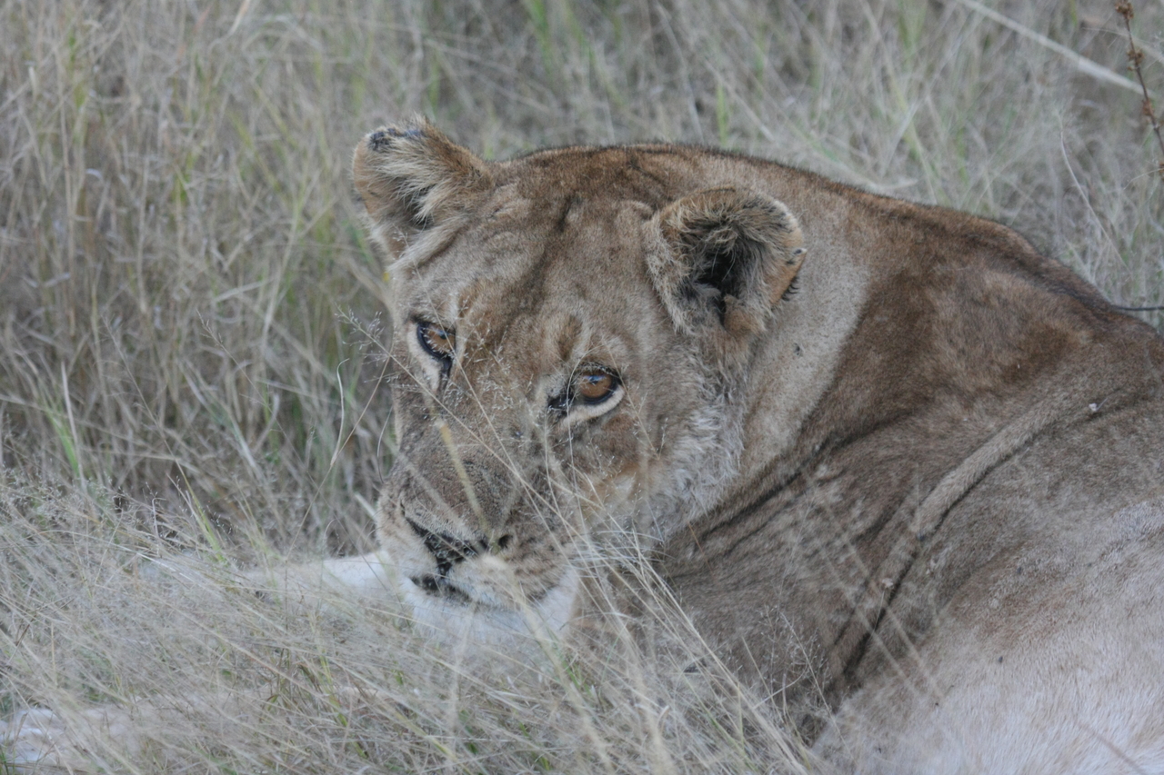 [21923] 2016_06_29_11_57_05_Africa_Canon_EOS_40D_IMG__03587.jpg