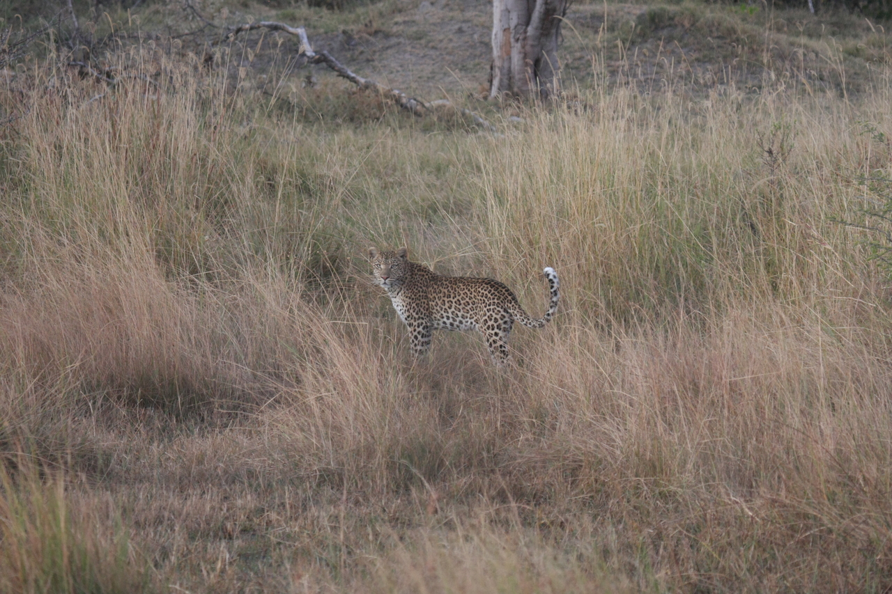 [21933] 2016_06_29_12_08_42_Africa_Canon_EOS_40D_IMG__03591.jpg