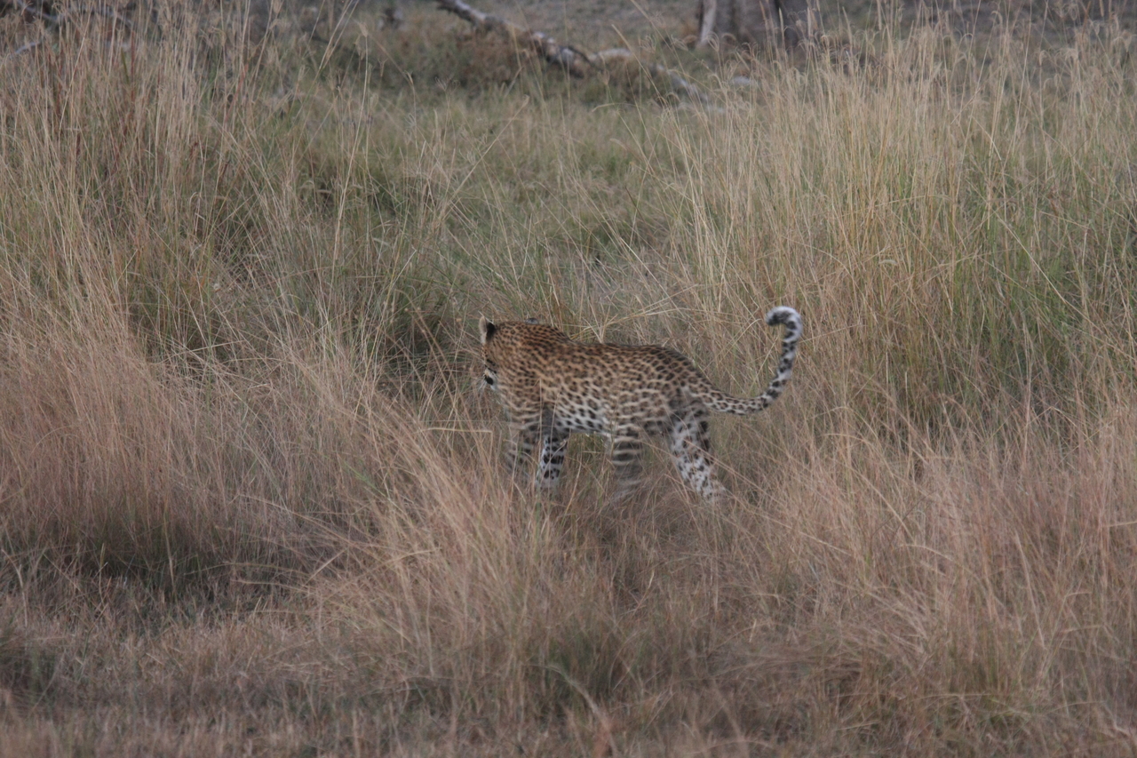 [21942] 2016_06_29_12_08_44_Africa_Canon_EOS_40D_IMG__11040.jpg