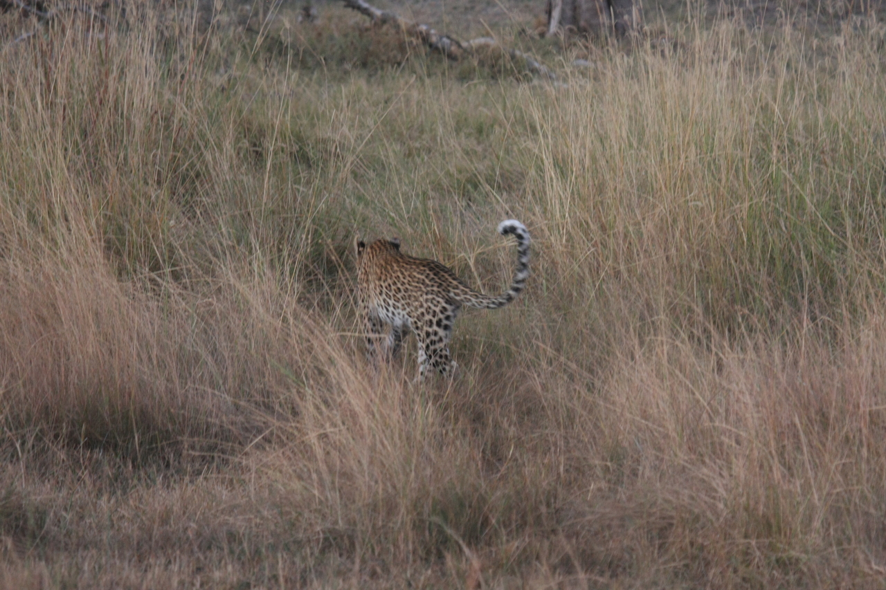 [21946] 2016_06_29_12_08_45_Africa_Canon_EOS_40D_IMG__11042.jpg