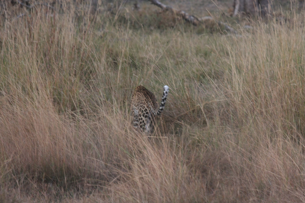 [21948] 2016_06_29_12_08_47_Africa_Canon_EOS_40D_IMG__00355.jpg
