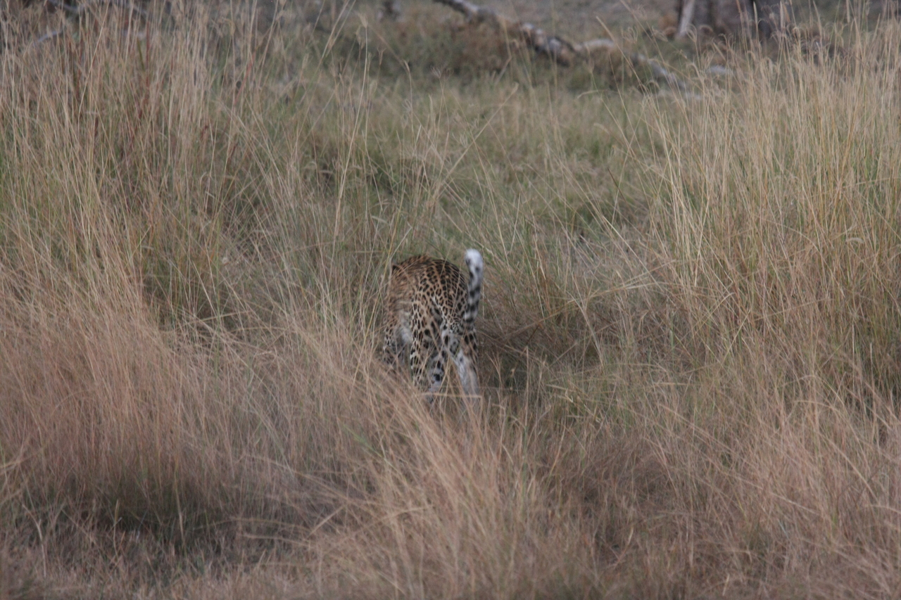 [21950] 2016_06_29_12_08_47_Africa_Canon_EOS_40D_IMG__03596.jpg