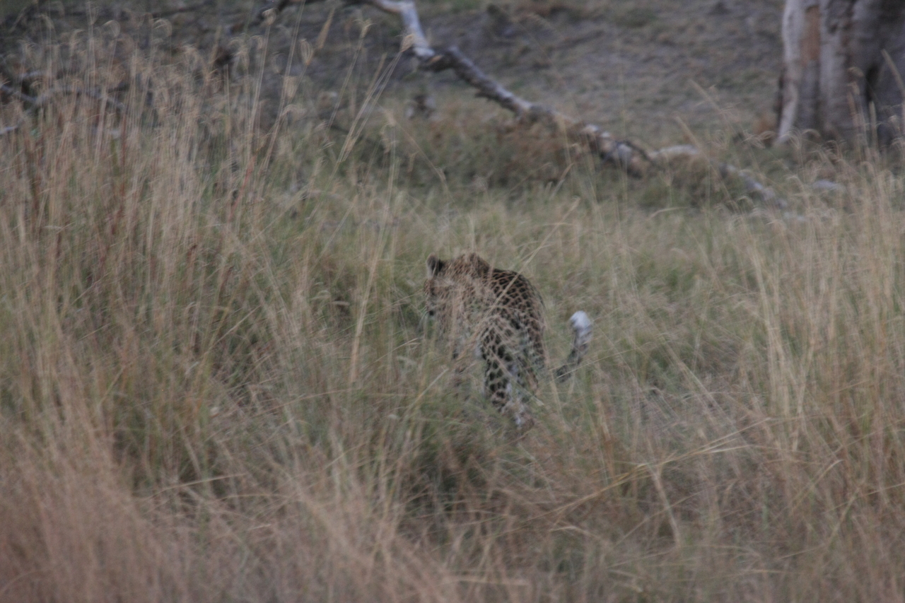 [21976] 2016_06_29_12_08_54_Africa_Canon_EOS_40D_IMG__11053.jpg