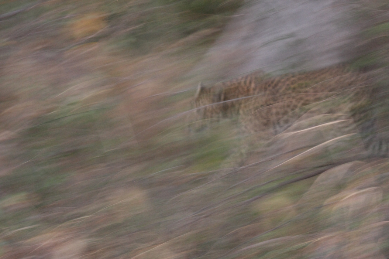 [21980] 2016_06_29_12_11_25_Africa_Canon_EOS_40D_IMG__00366.jpg