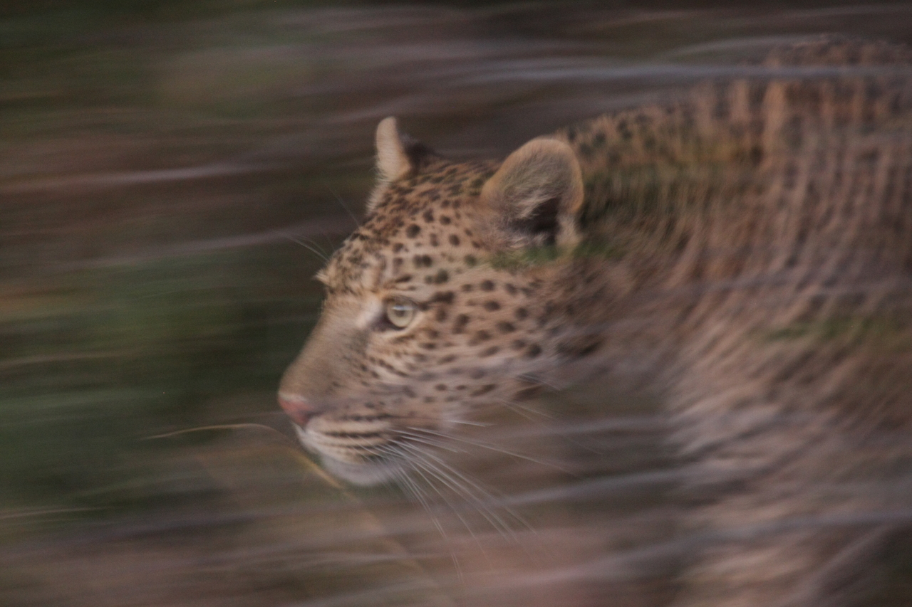 [21988] 2016_06_29_12_11_41_Africa_Canon_EOS_40D_IMG__03610.jpg
