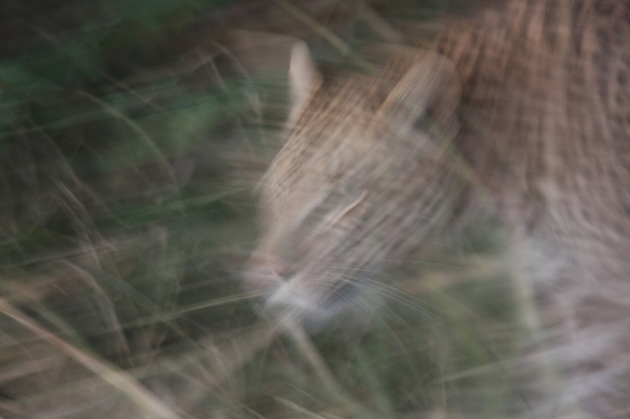 [21989] 2016_06_29_12_11_41_Africa_Canon_EOS_40D_IMG__03612.jpg