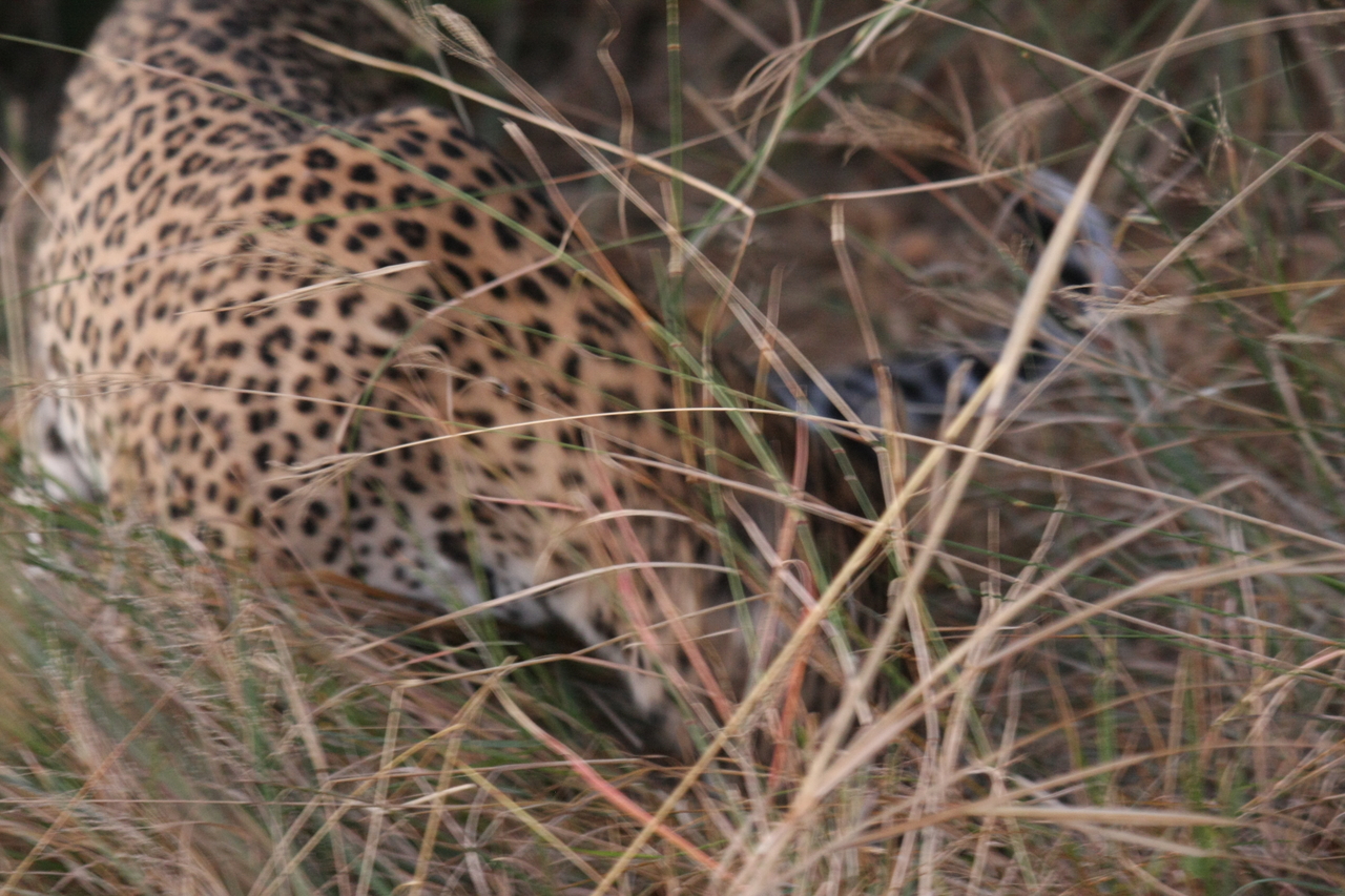 [21999] 2016_06_29_12_11_54_Africa_Canon_EOS_40D_IMG__03615.jpg
