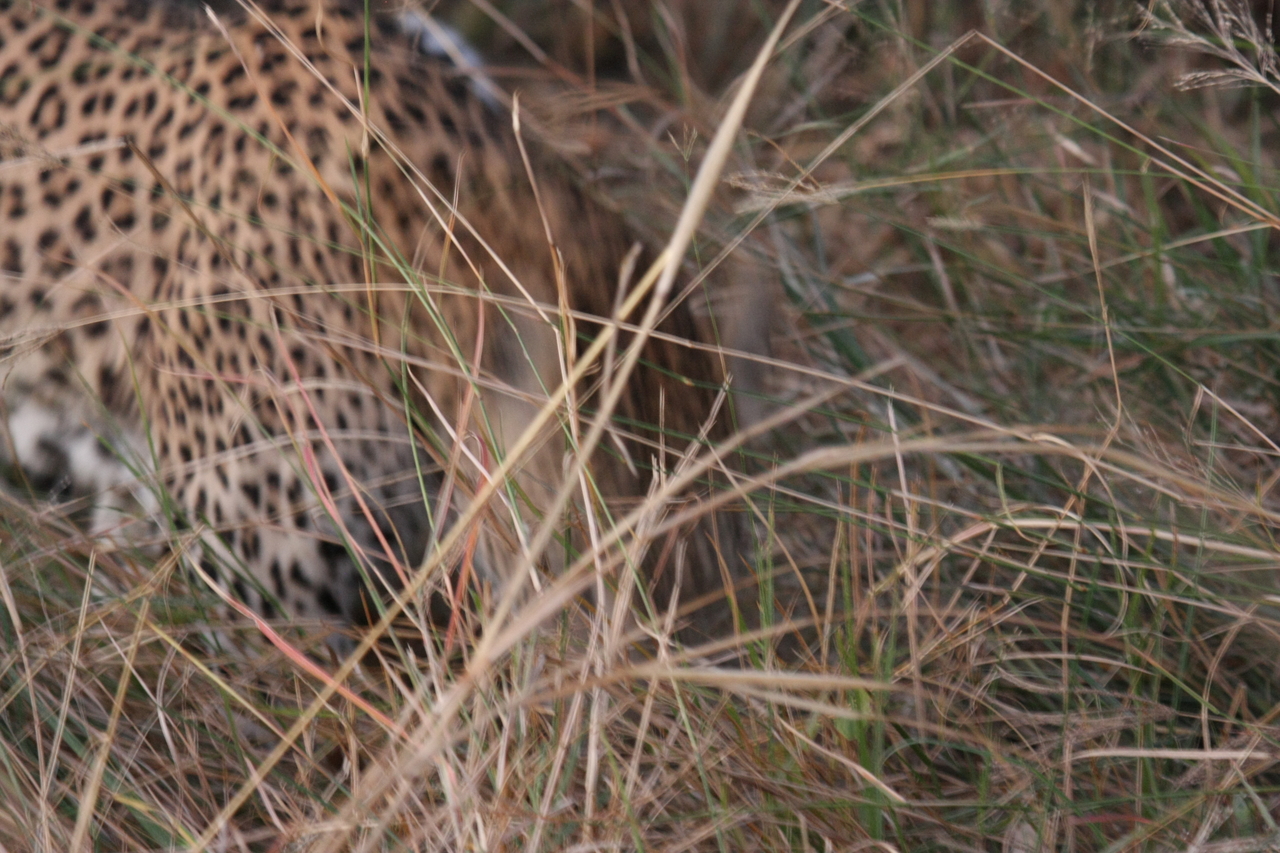 [22008] 2016_06_29_12_12_00_Africa_Canon_EOS_40D_IMG__03618.jpg