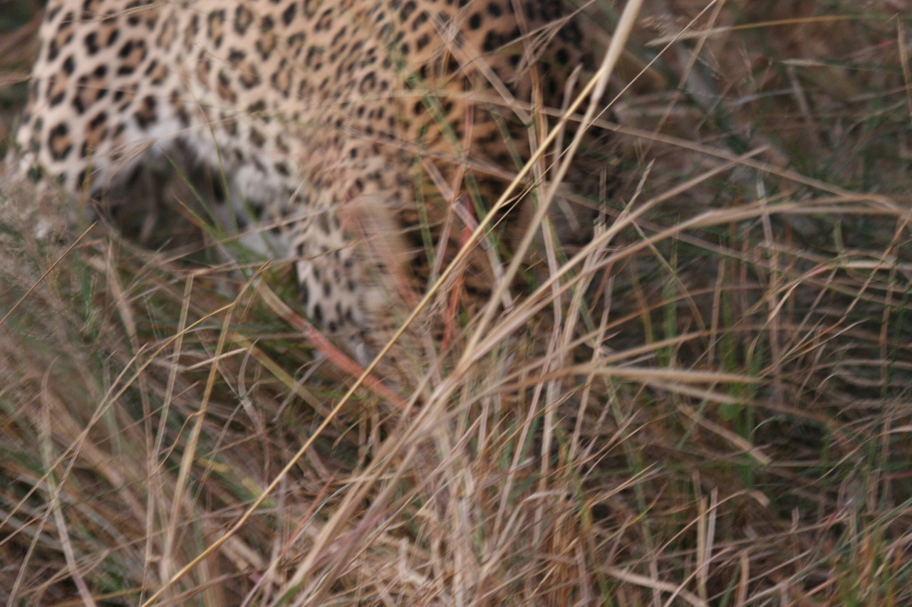 [22012] 2016_06_29_12_12_03_Africa_Canon_EOS_40D_IMG__03619.jpg