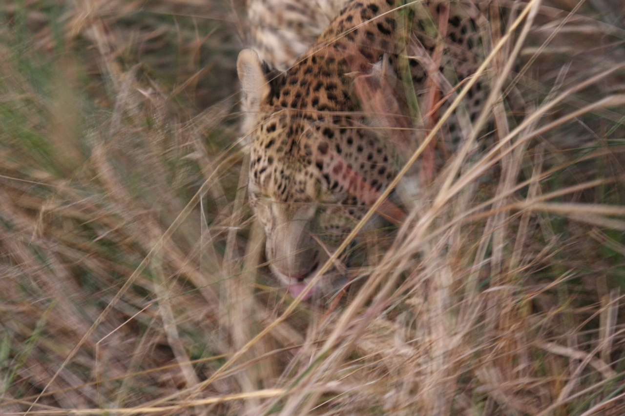 [22021] 2016_06_29_12_12_06_Africa_Canon_EOS_40D_IMG__03624.jpg