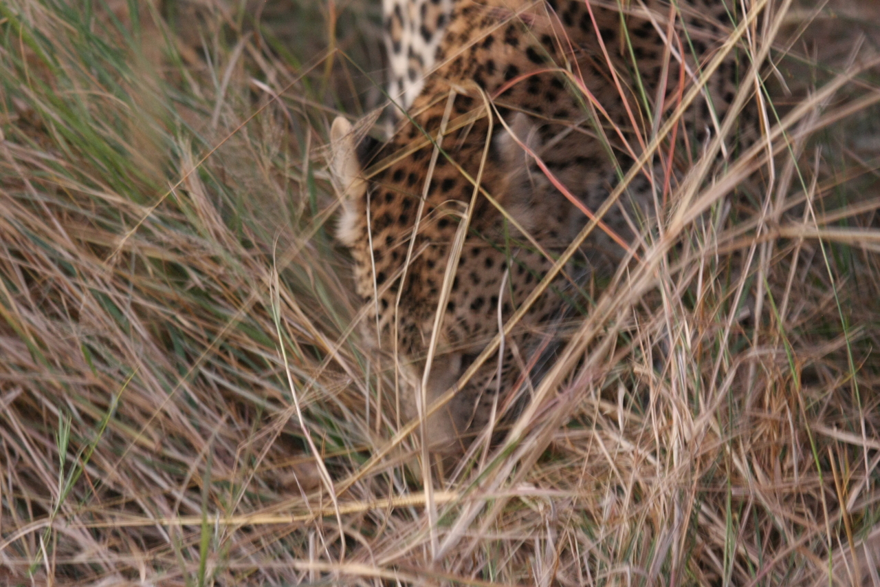 [22026] 2016_06_29_12_12_07_Africa_Canon_EOS_40D_IMG__00384.jpg