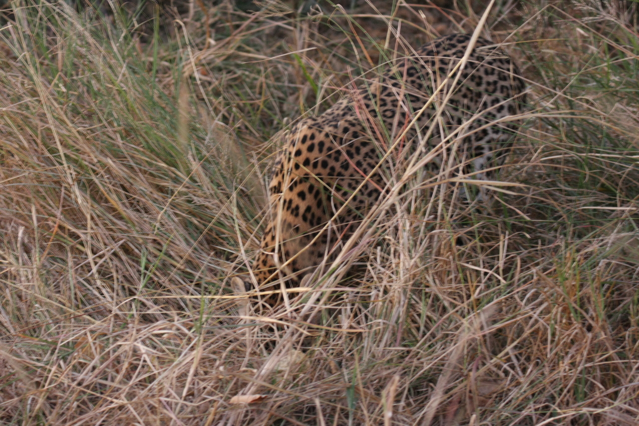 [22038] 2016_06_29_12_12_24_Africa_Canon_EOS_40D_IMG__03629.jpg