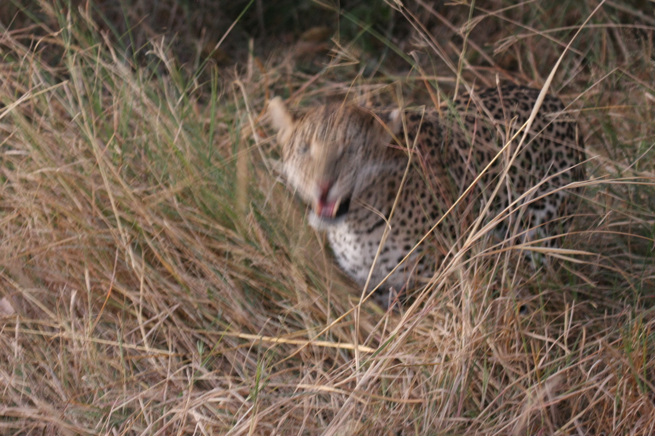 [22044] 2016_06_29_12_12_28_Africa_Canon_EOS_40D_IMG__03631.jpg