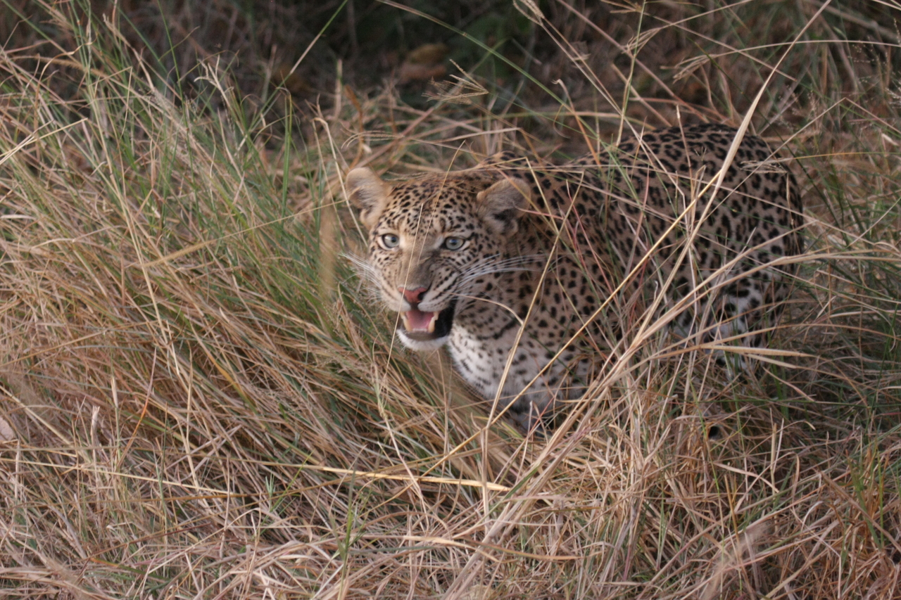 [22051] 2016_06_29_12_12_29_Africa_Canon_EOS_40D_IMG__03634.jpg