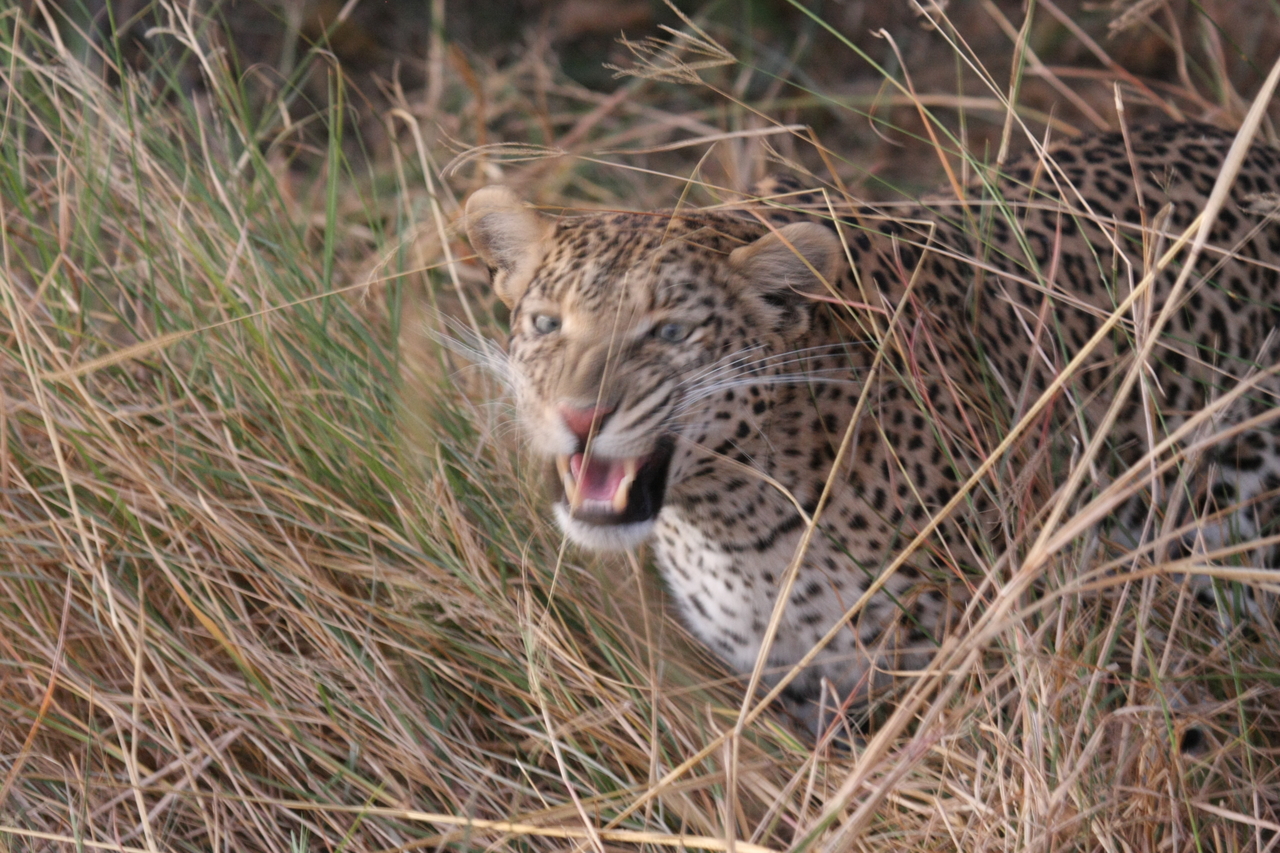 [22059] 2016_06_29_12_12_31_Africa_Canon_EOS_40D_IMG__03637.jpg
