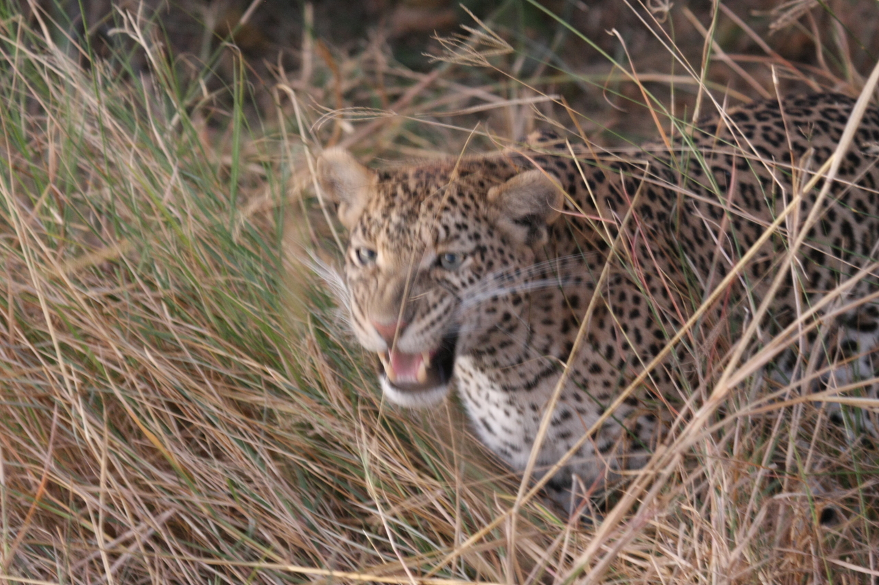 [22060] 2016_06_29_12_12_31_Africa_Canon_EOS_40D_IMG__03638.jpg