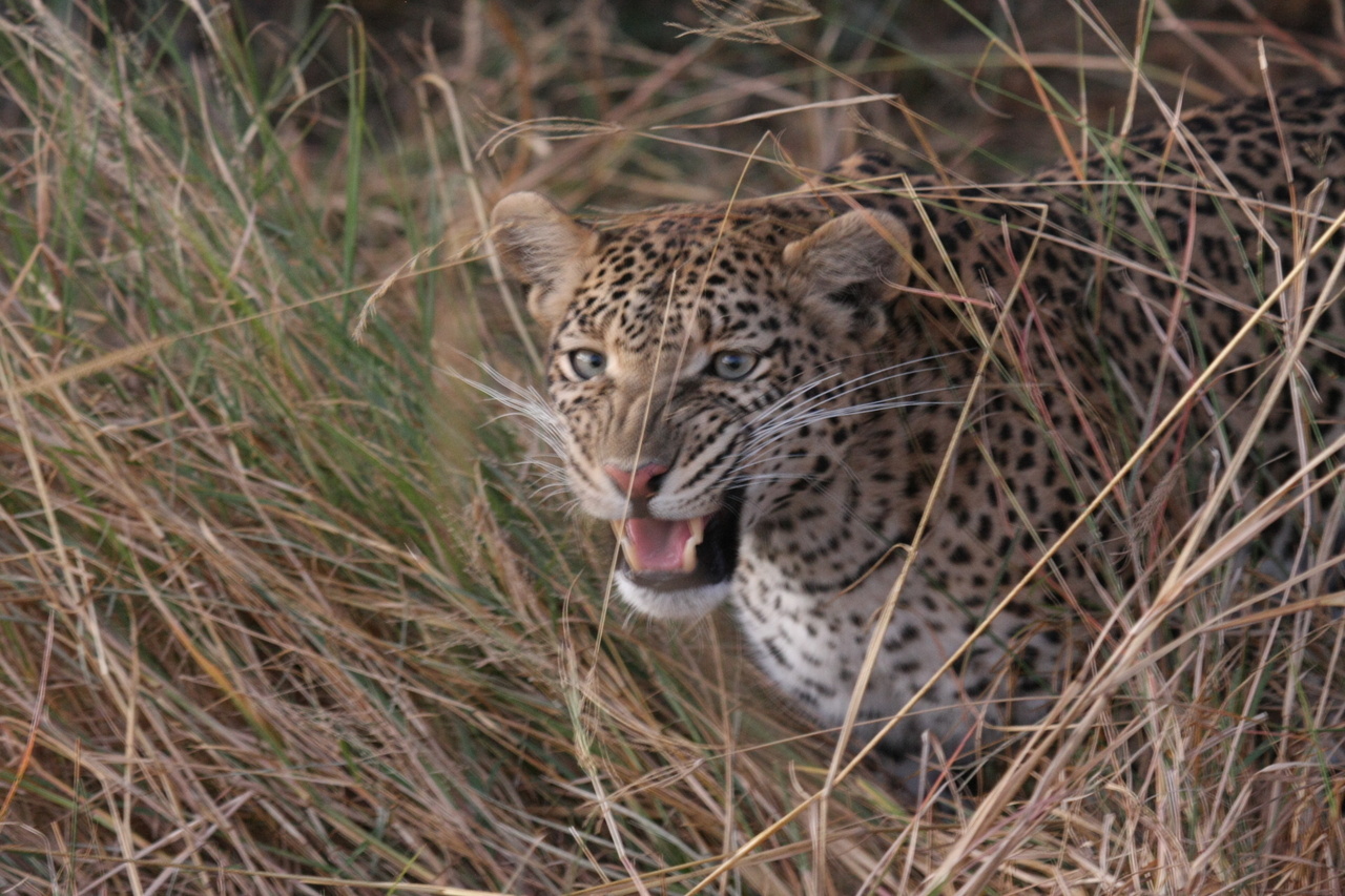 [22066] 2016_06_29_12_12_33_Africa_Canon_EOS_40D_IMG__03639.jpg