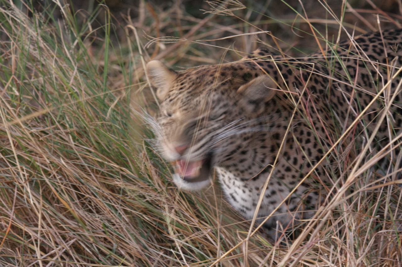 [22067] 2016_06_29_12_12_33_Africa_Canon_EOS_40D_IMG__03640.jpg