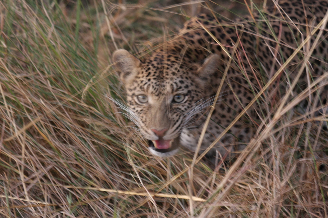 [22077] 2016_06_29_12_12_36_Africa_Canon_EOS_40D_IMG__03643.jpg
