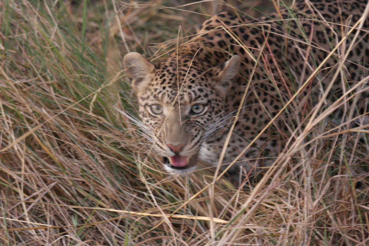 [22082] 2016_06_29_12_12_37_Africa_Canon_EOS_40D_IMG__03646.jpg