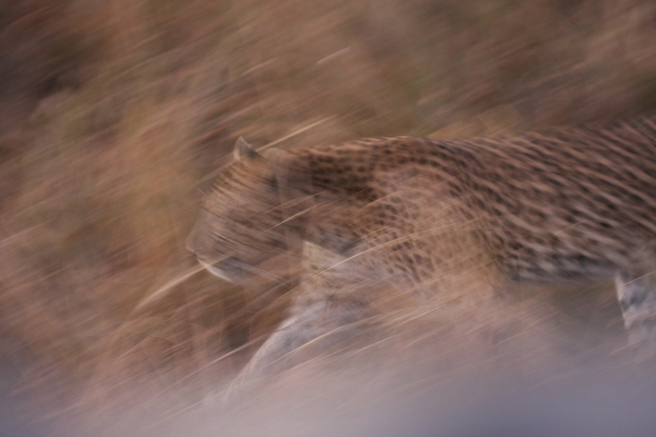 [22097] 2016_06_29_12_13_13_Africa_Canon_EOS_40D_IMG__03651.jpg