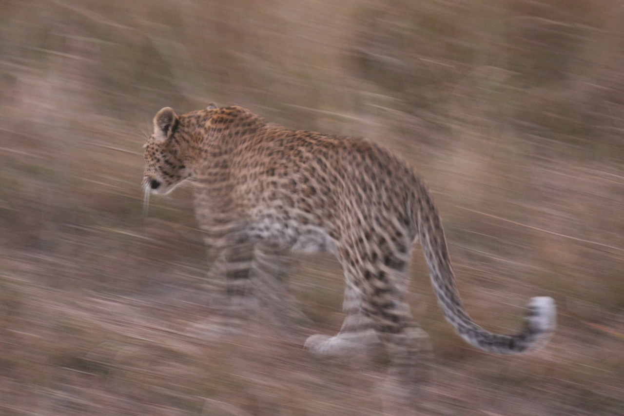 [22104] 2016_06_29_12_13_23_Africa_Canon_EOS_40D_IMG__03653.jpg