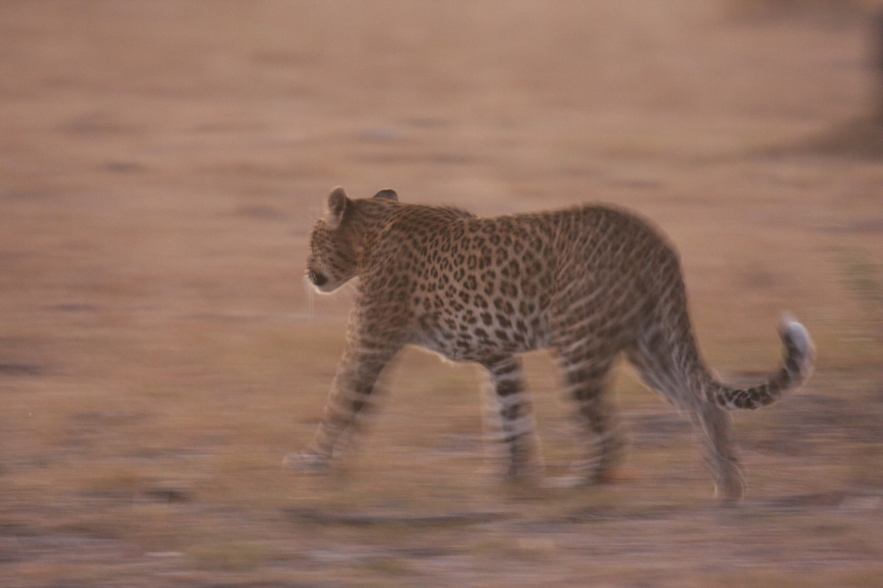 [22123] 2016_06_29_12_14_45_Africa_Canon_EOS_40D_IMG__11107.jpg