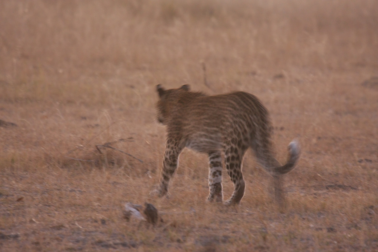 [22128] 2016_06_29_12_14_48_Africa_Canon_EOS_40D_IMG__03662.jpg
