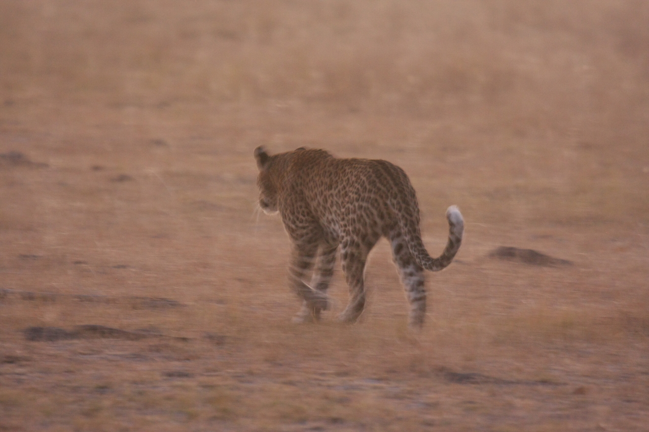 [22134] 2016_06_29_12_14_52_Africa_Canon_EOS_40D_IMG__03664.jpg