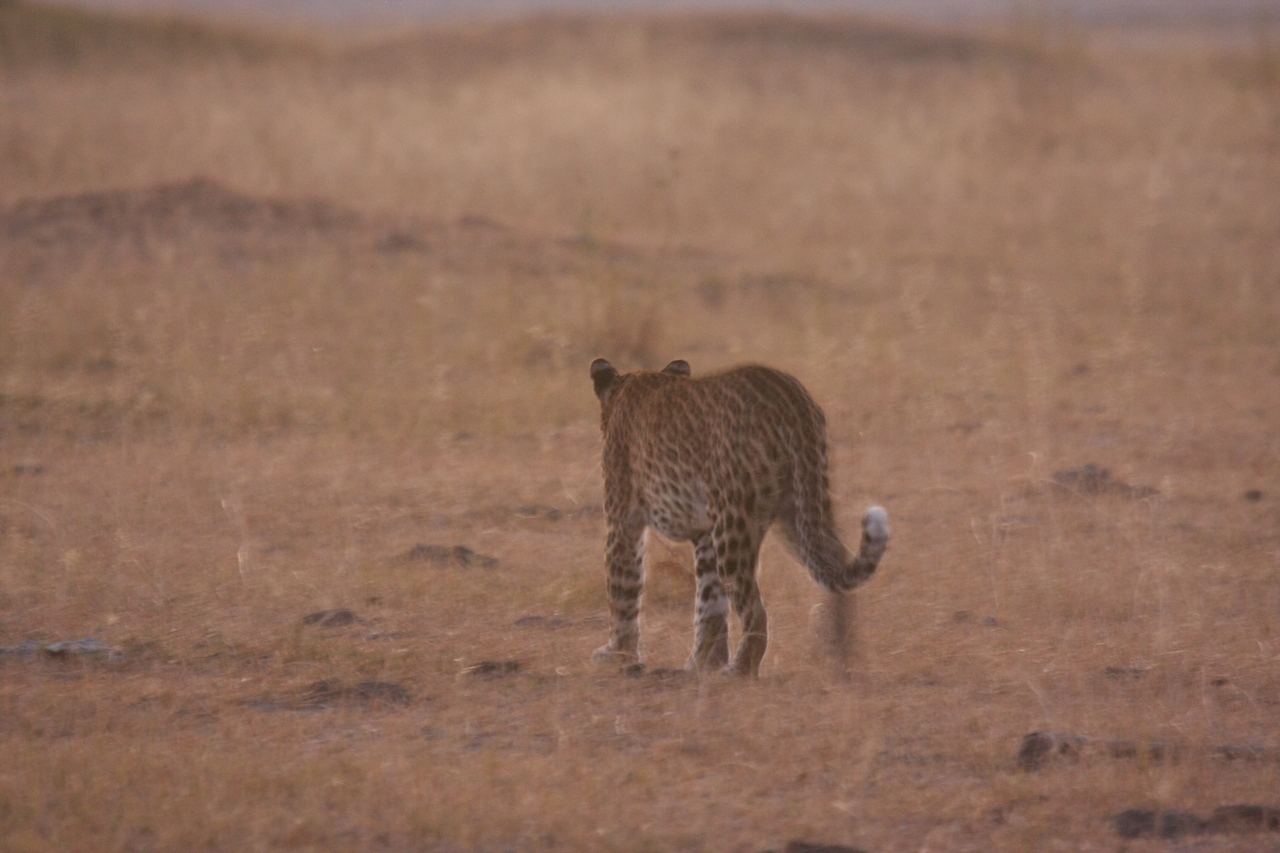 [22137] 2016_06_29_12_14_57_Africa_Canon_EOS_40D_IMG__03665.jpg