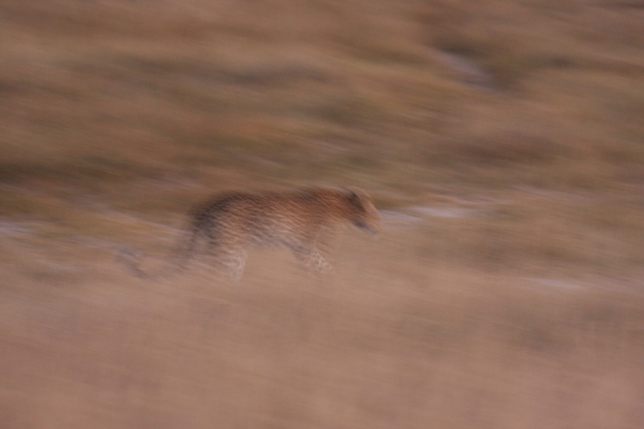 [22143] 2016_06_29_12_16_27_Africa_Canon_EOS_40D_IMG__03668.jpg