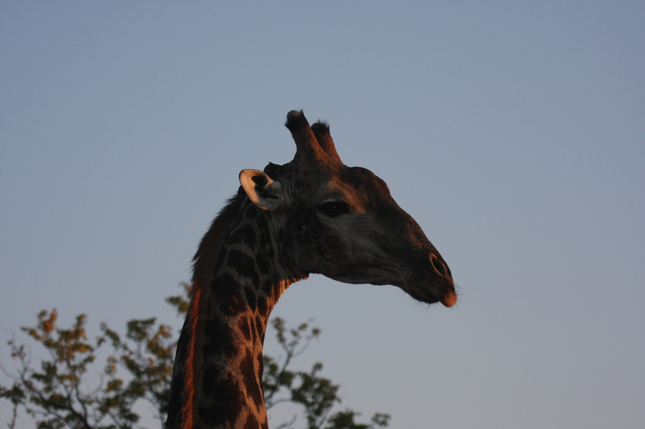 [22420] 2016_06_30_01_20_32_Africa_Canon_EOS_40D_IMG__03727.jpg