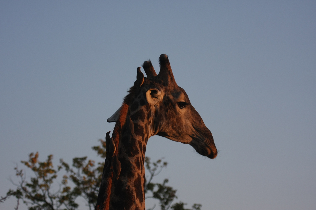 [22436] 2016_06_30_01_20_38_Africa_Canon_EOS_40D_IMG__00557.jpg