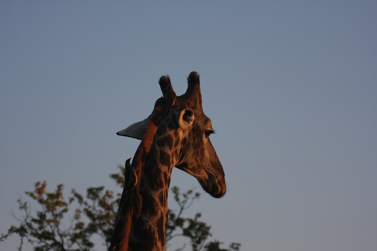 [22439] 2016_06_30_01_20_38_Africa_Canon_EOS_40D_IMG__04394.jpg