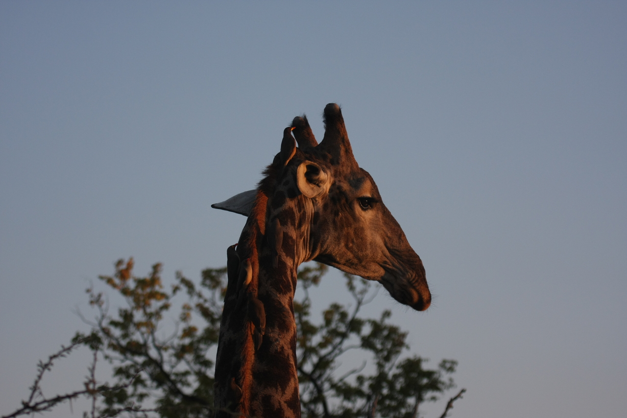 [22443] 2016_06_30_01_20_40_Africa_Canon_EOS_40D_IMG__00779.jpg