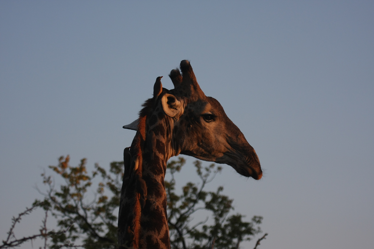 [22444] 2016_06_30_01_20_40_Africa_Canon_EOS_40D_IMG__00807.jpg