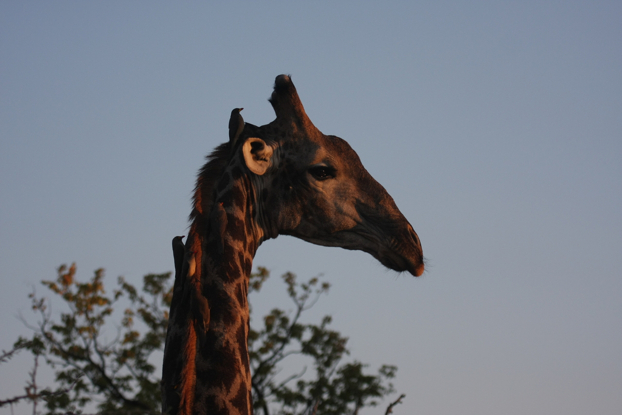 [22454] 2016_06_30_01_20_41_Africa_Canon_EOS_40D_IMG__03751.jpg