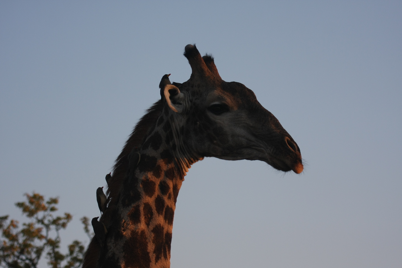 [22458] 2016_06_30_01_20_42_Africa_Canon_EOS_40D_IMG__03762.jpg