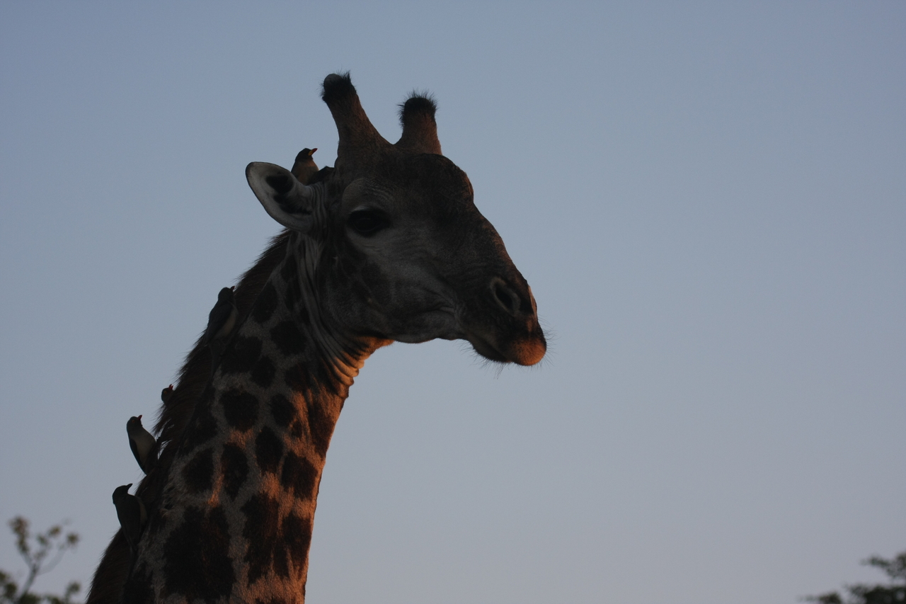 [22464] 2016_06_30_01_20_43_Africa_Canon_EOS_40D_IMG__03784.jpg