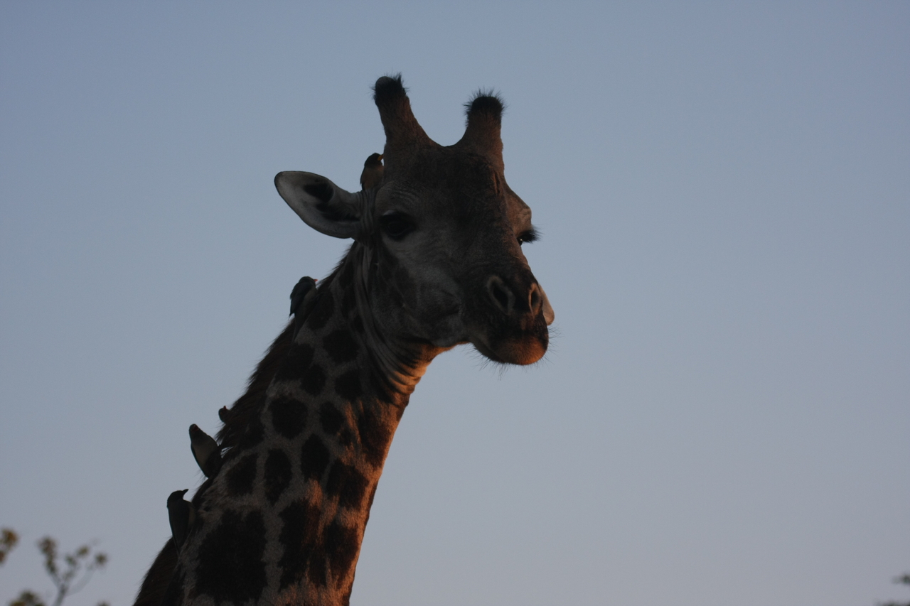 [22465] 2016_06_30_01_20_43_Africa_Canon_EOS_40D_IMG__03795.jpg