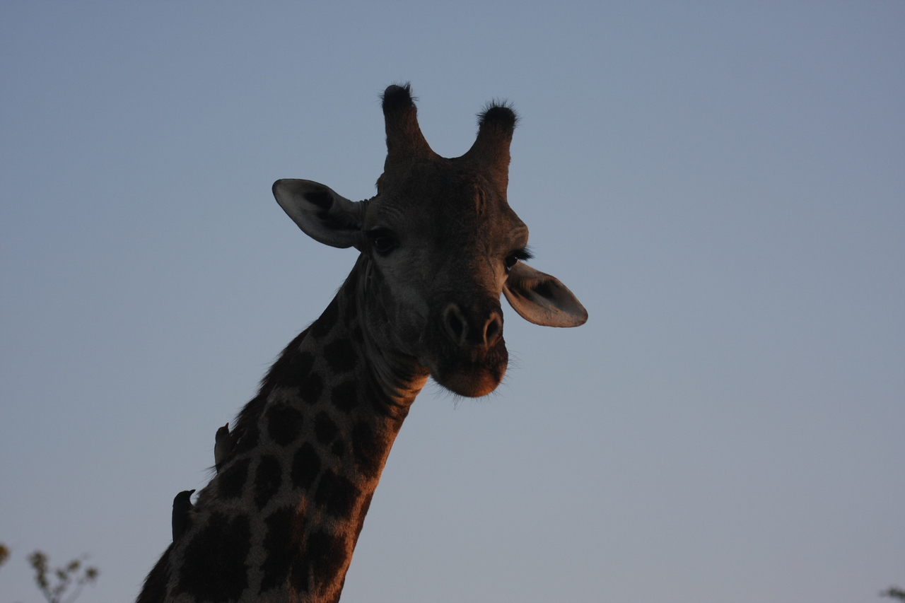[22471] 2016_06_30_01_20_44_Africa_Canon_EOS_40D_IMG__03806.jpg