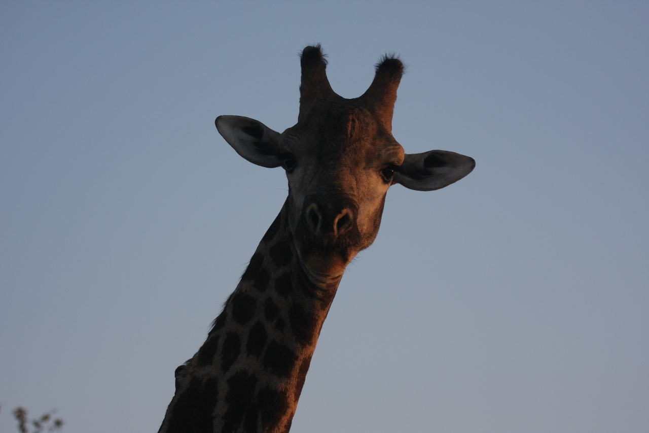 [22477] 2016_06_30_01_20_45_Africa_Canon_EOS_40D_IMG__03828.jpg