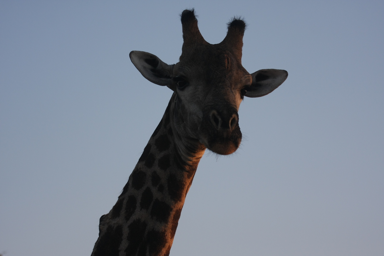 [22484] 2016_06_30_01_20_46_Africa_Canon_EOS_40D_IMG__03851.jpg