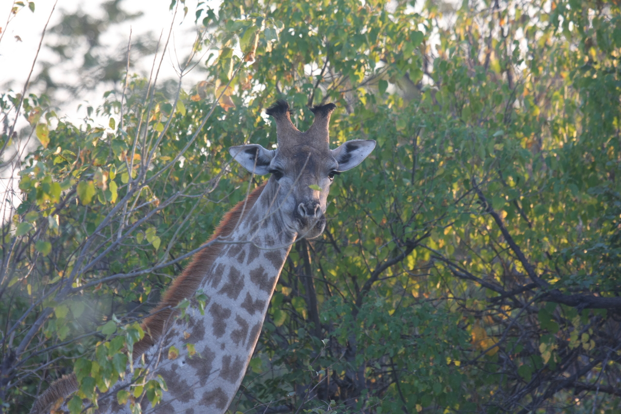 [22505] 2016_06_30_01_22_18_Africa_Canon_EOS_40D_IMG__03906.jpg