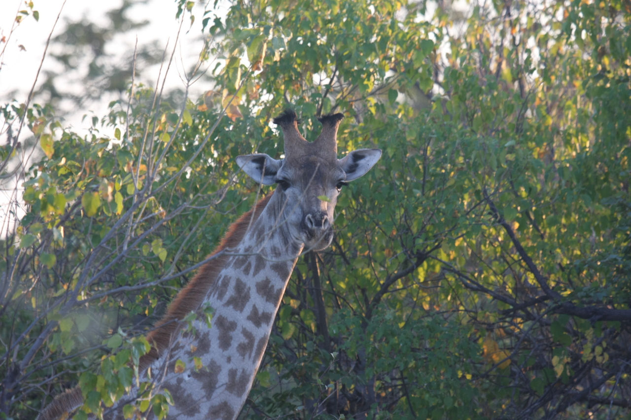 [22506] 2016_06_30_01_22_18_Africa_Canon_EOS_40D_IMG__11331.jpg
